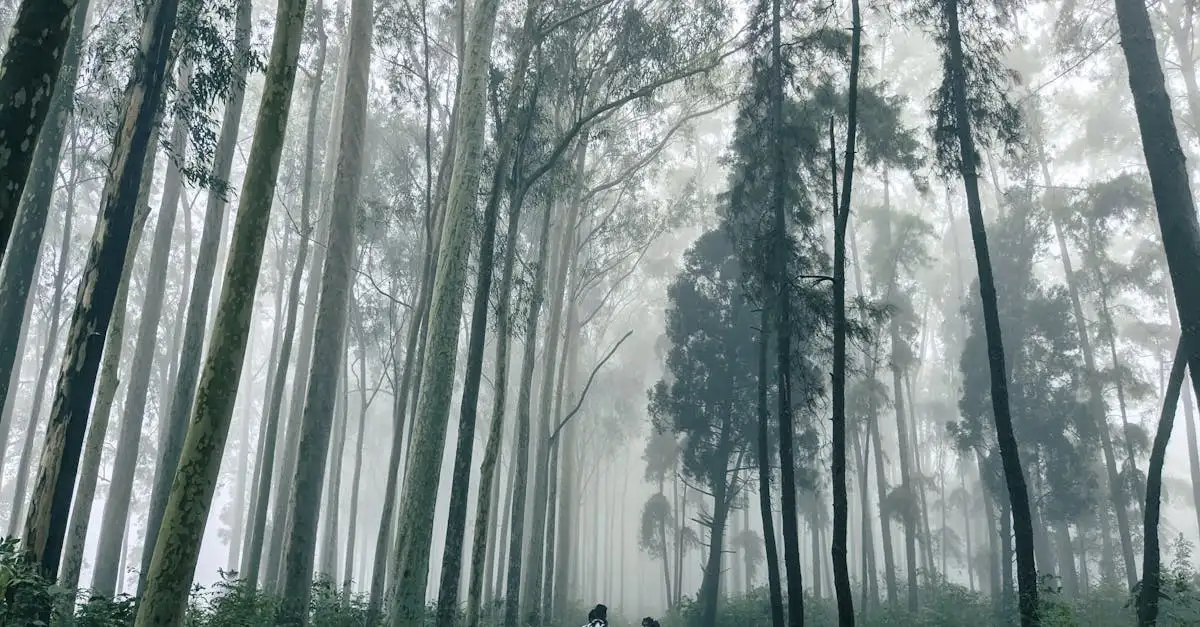 Fietsen in Kennemerduinen