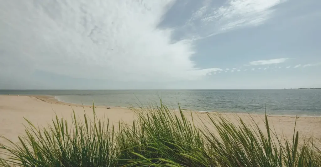 Kennemerduinen an der nordsee