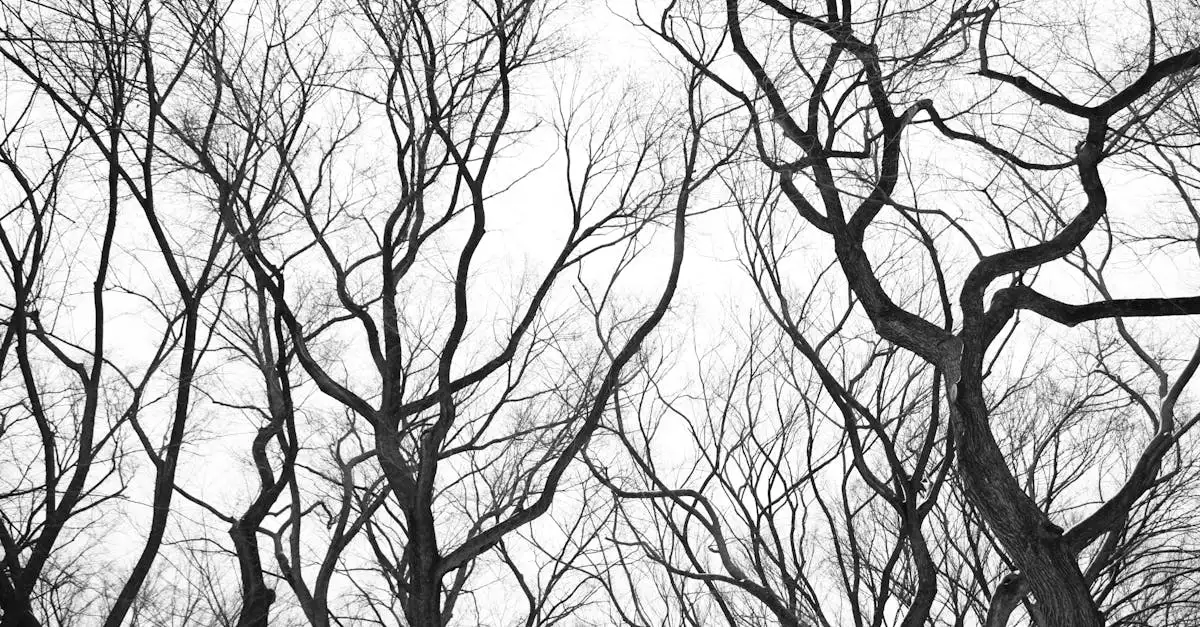 Kennemerduinen haarlem