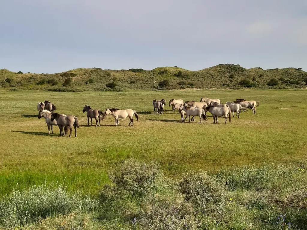 Kennemerduinen het wed