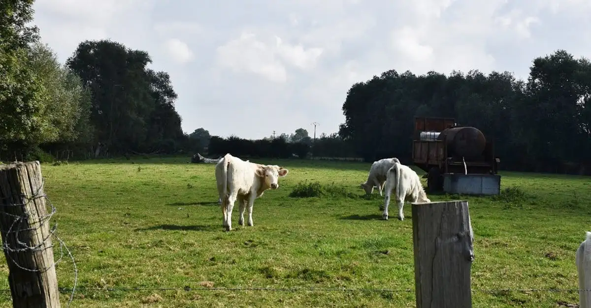 Kennemerduinen koevlak