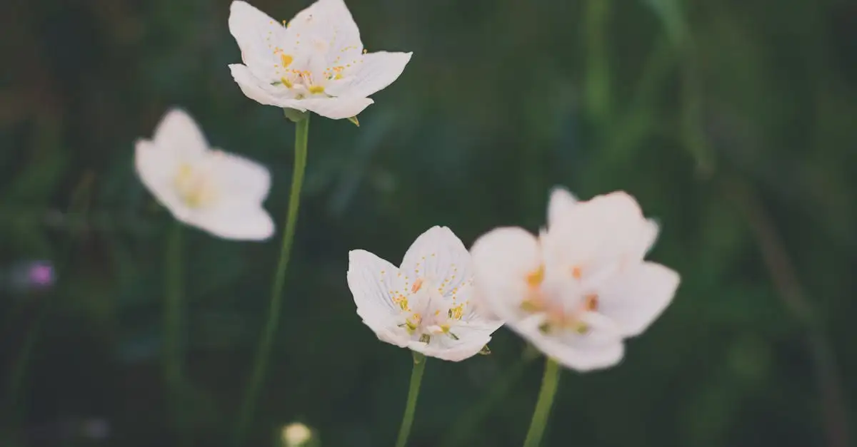Parnassia Kennemerduinen
