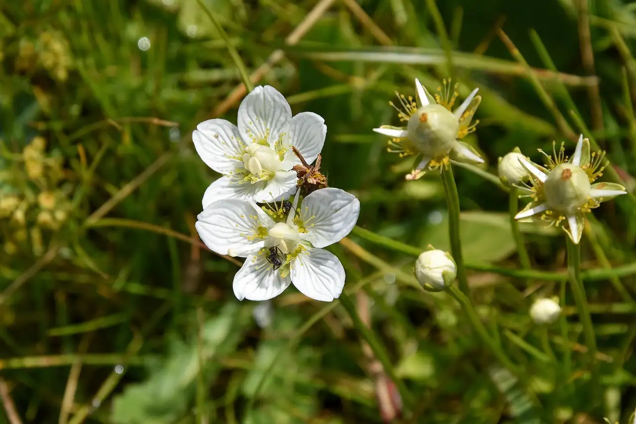 Wandelen Kennemerduinen parnassia