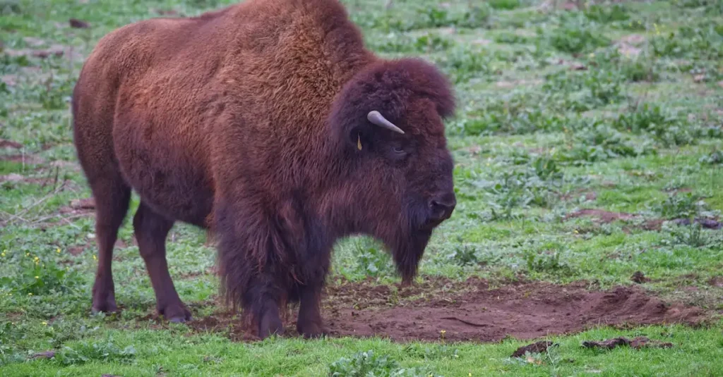 Wisent Kennemerduinen