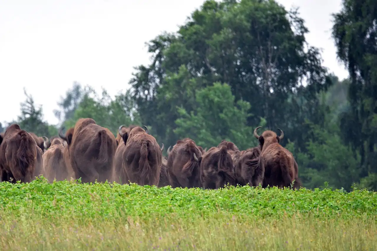 Bizons Kennemerduinen