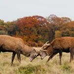 Burlen herten Kennemerduinen