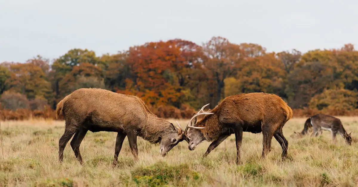 Burlen herten Kennemerduinen