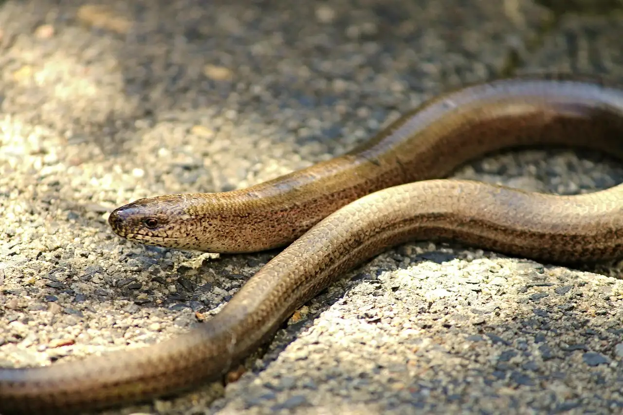 Hazelworm Kennemerduinen