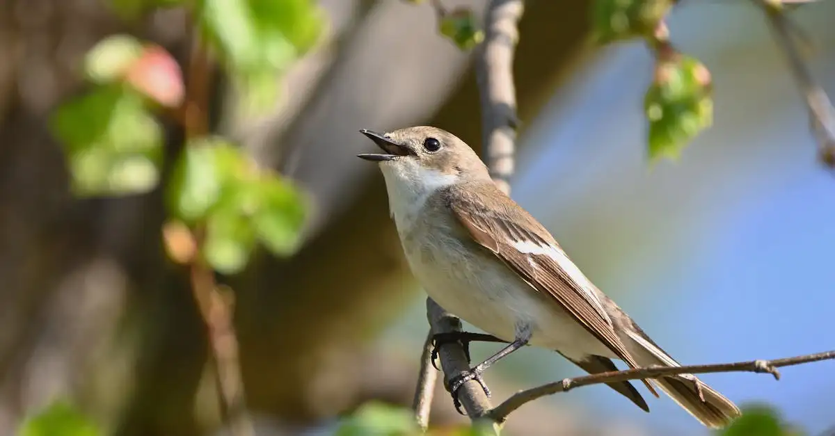Kennemerduinen fauna