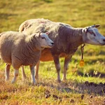 Kennemerduinen schapen