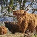 Kennemerduinen schotse hooglanders