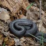 Kennemerduinen slang