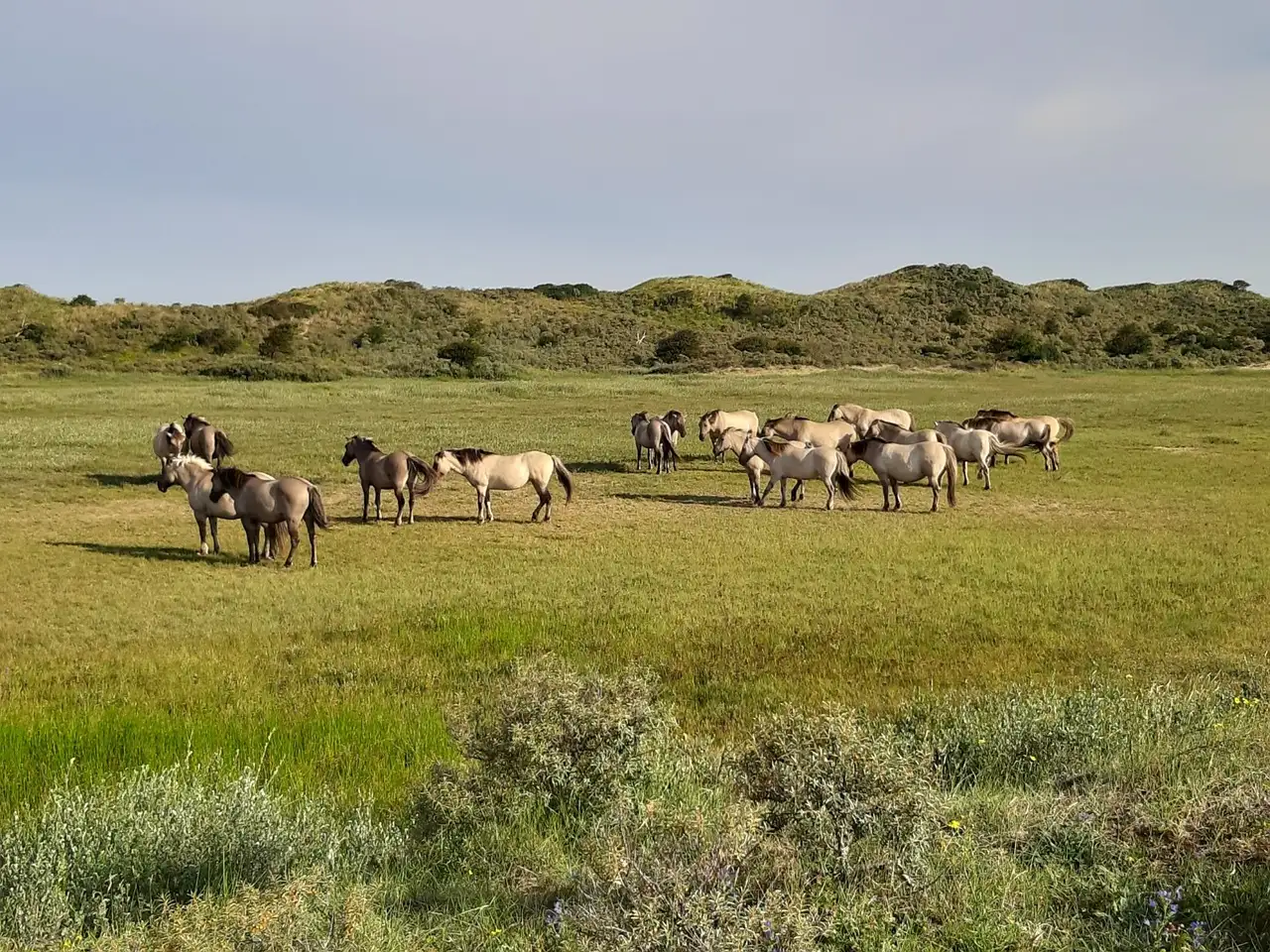 Kennemerduinen zorgbalans