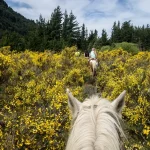 Ruiterroutes Kennemerduinen