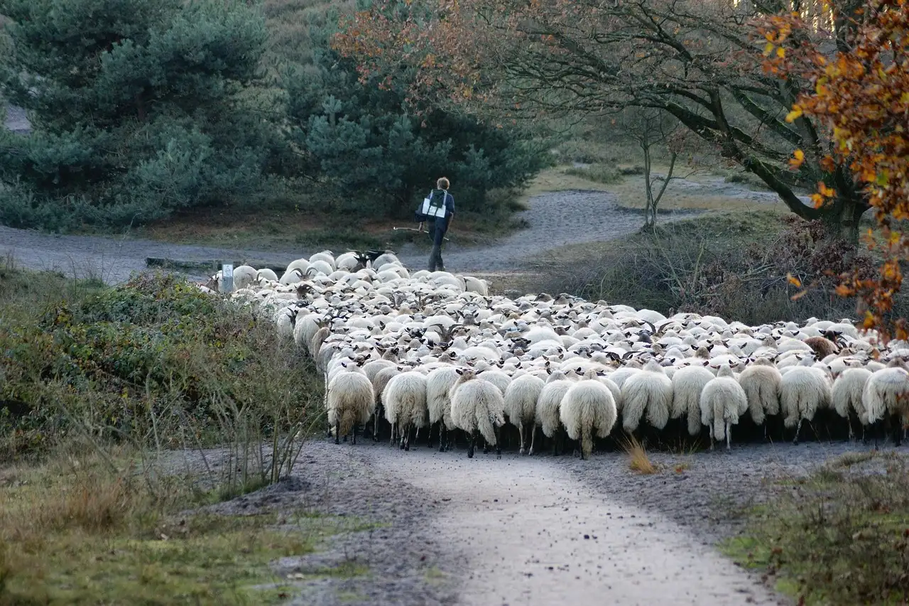 Schaapherder Kennemerduinen